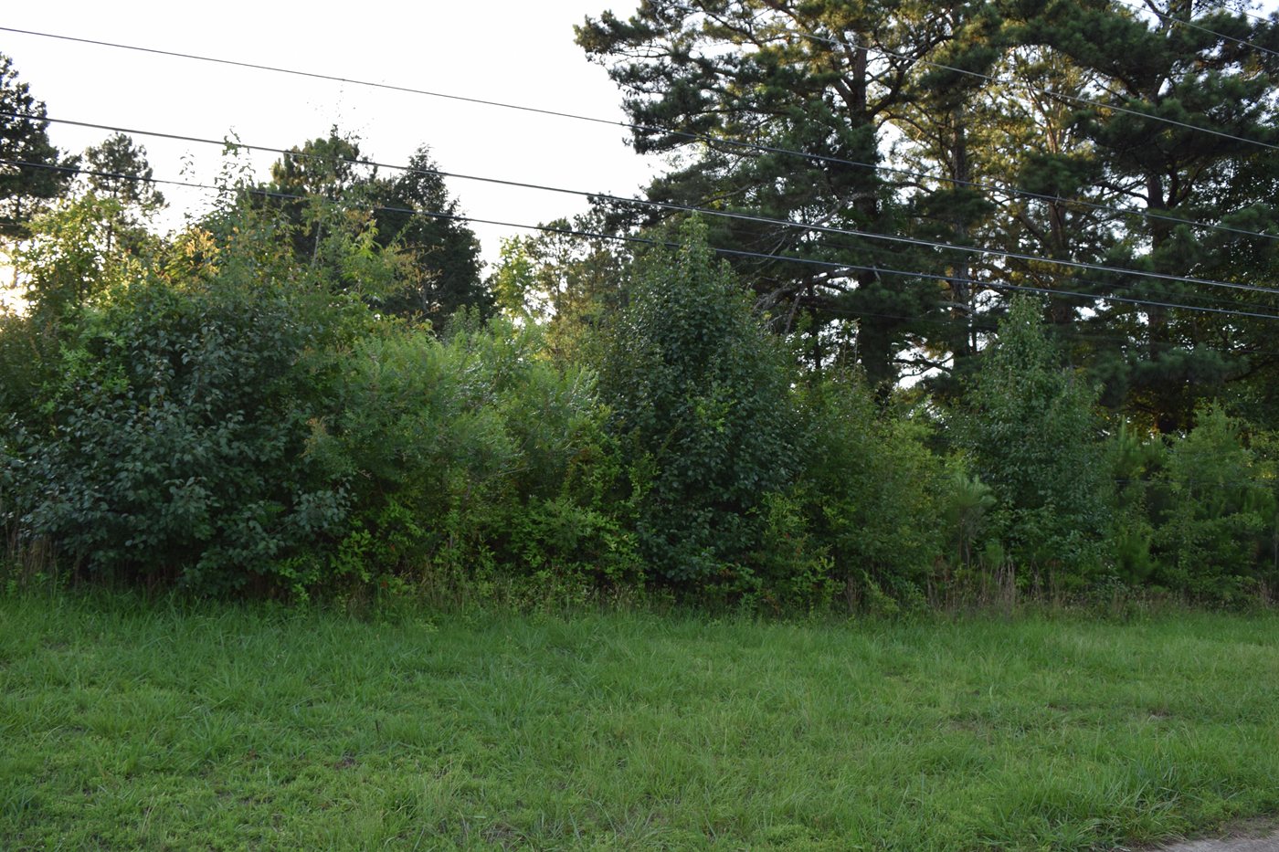 DSC 0096