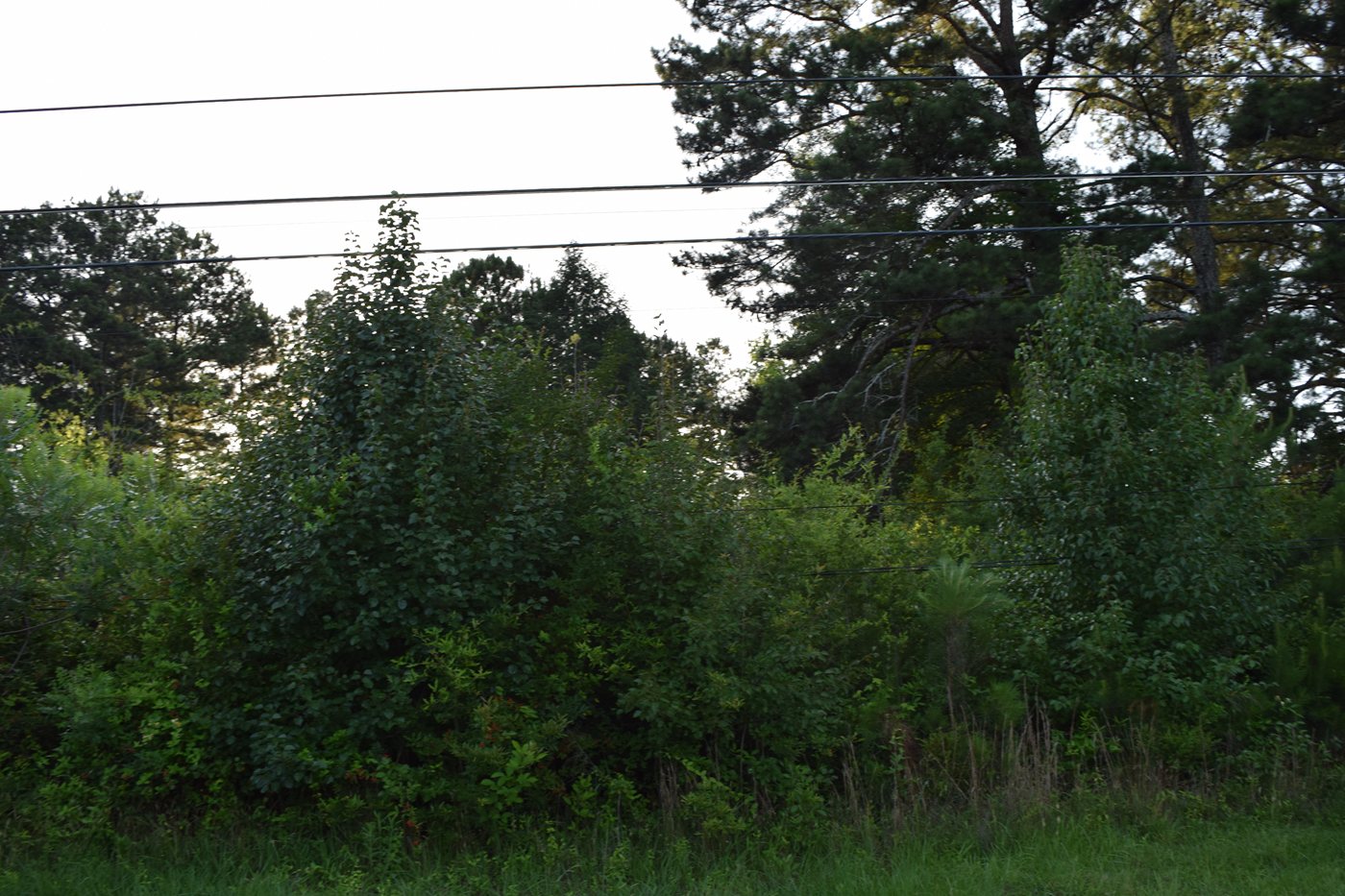 DSC 0106
